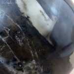 Kugeln - Versteinerte Holz Kugel – Bild 2