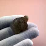 Schnitzereien - Bluemanachat Schildkröten – Bild 4