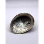 Räucherware - Abalone Muschel