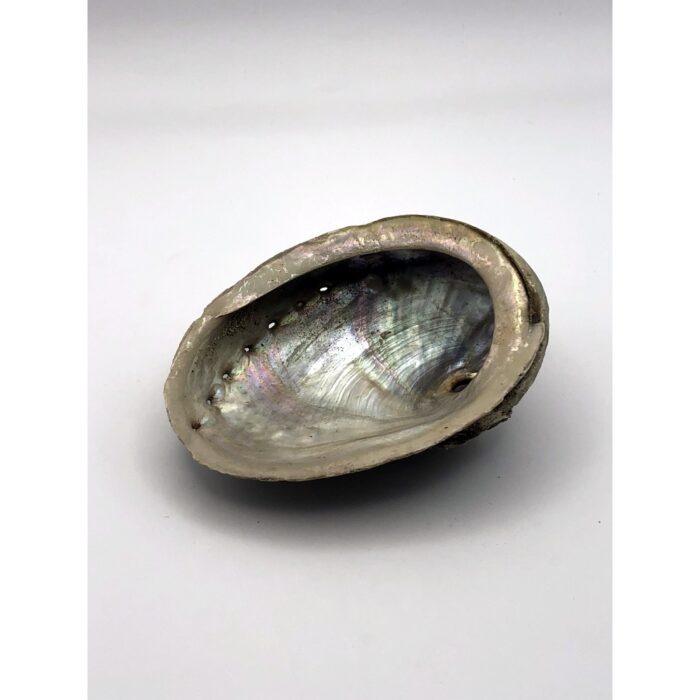 Räucherware - Abalone Muschel – Bild 2